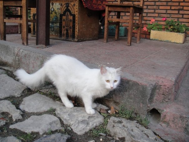 9935_141511358375_563903375_2484062_378927_n