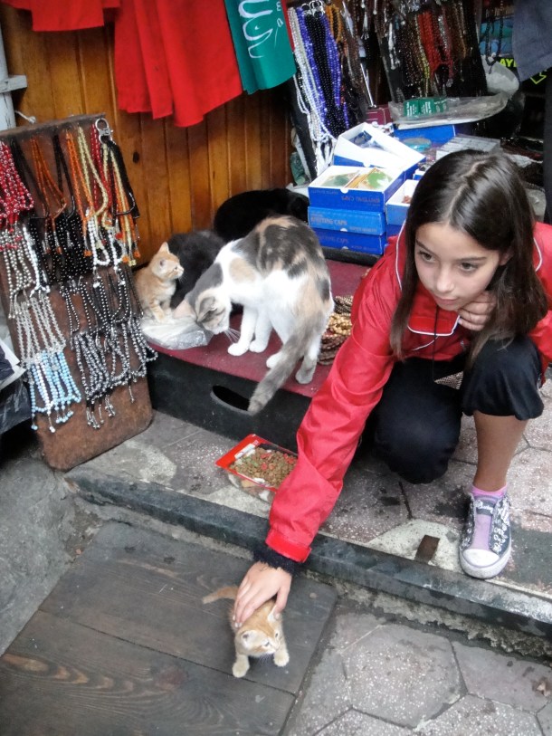little-girl-petting-kitten-istanbul