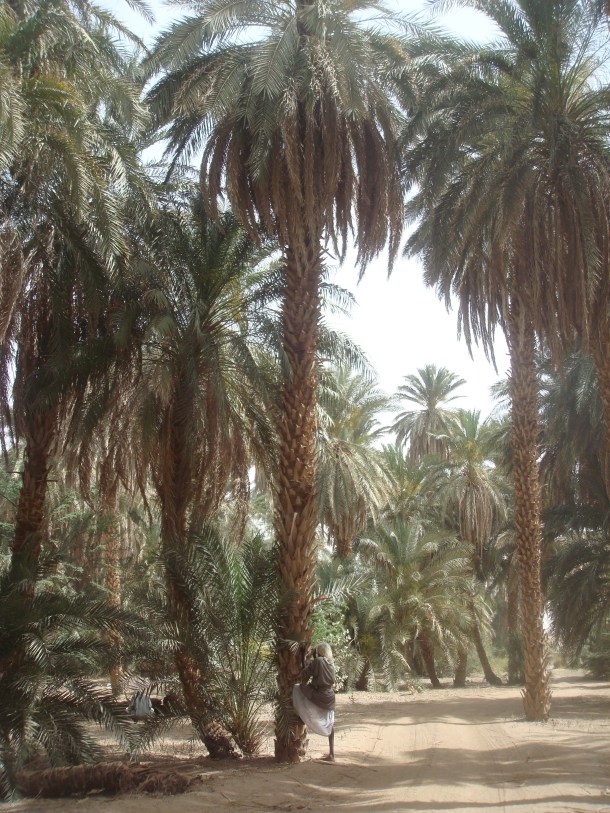 Sai Island, Sudan