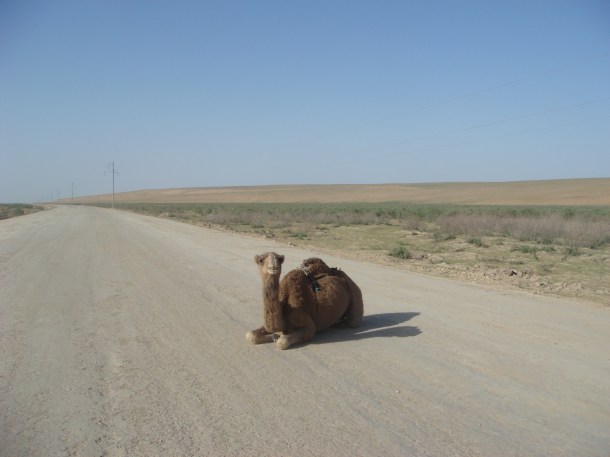 camel-afghanistan