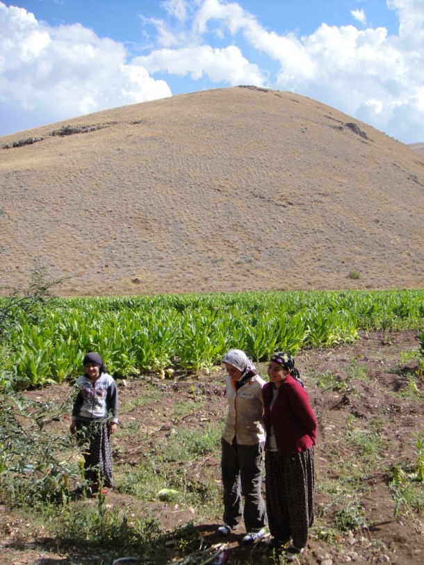 harvesting tobacco kurdistan