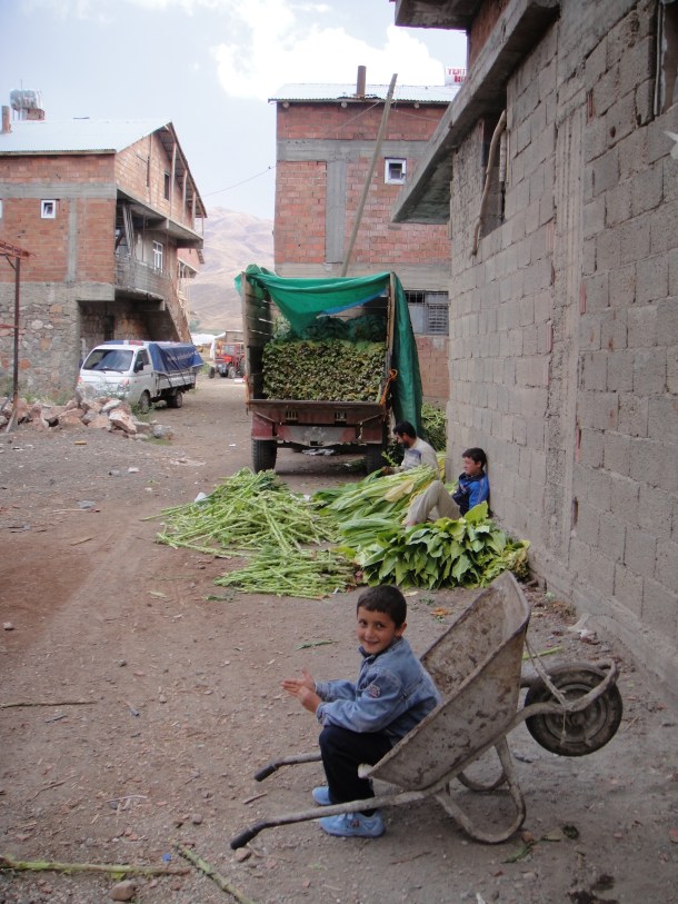 sorting-tobacco-leaves-kurdistan