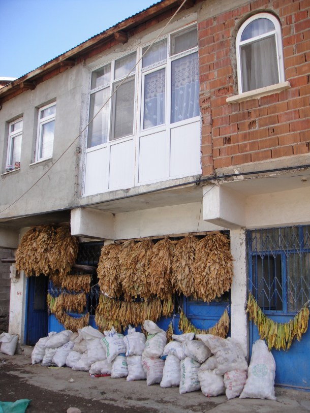 tobacco drying kurdistan
