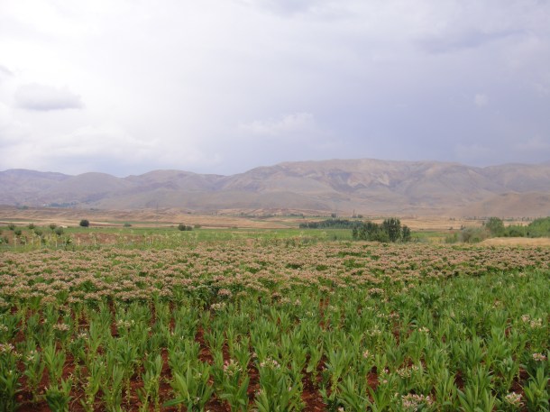 tobacco field kurdistan