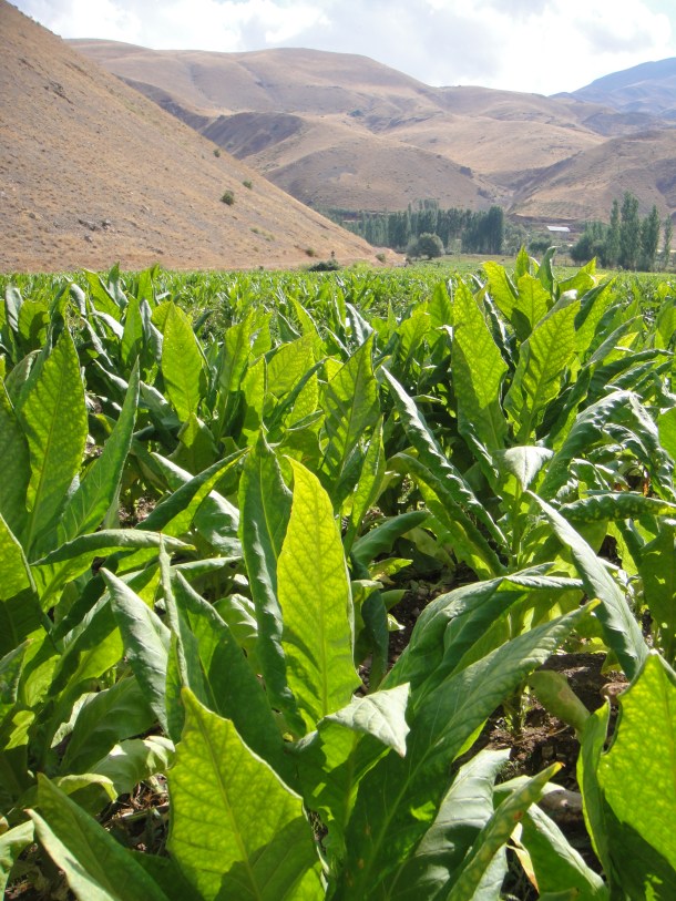 tobacco kurdistan