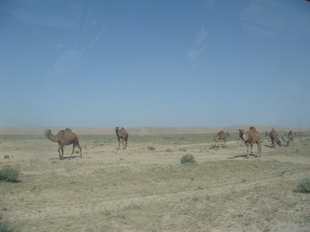wild-camels-afghanistan