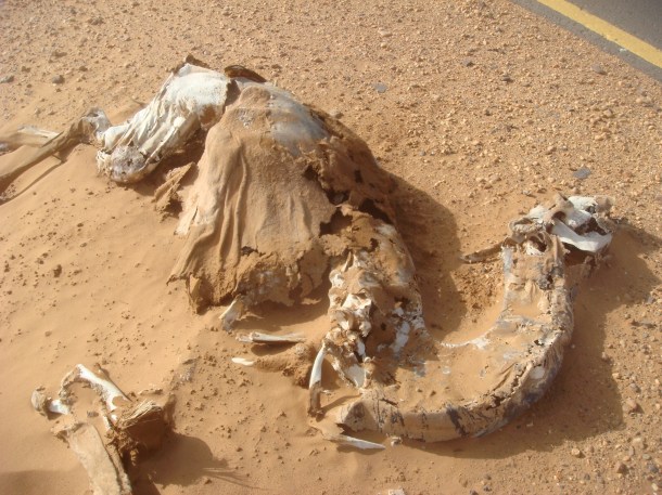camel-killed-on-road