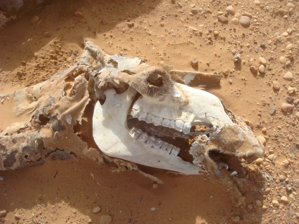 dead-camel