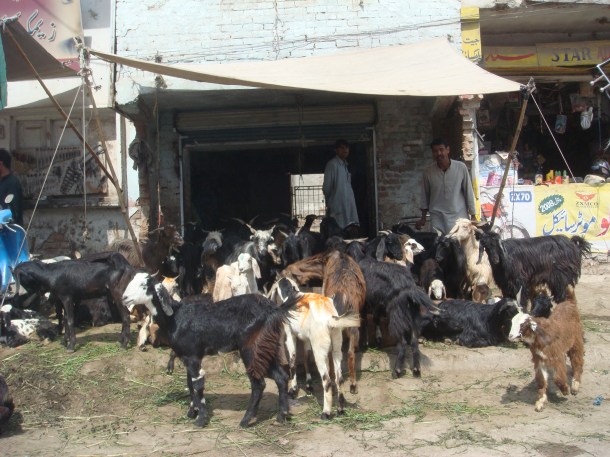 goats-peshawar-pakistan