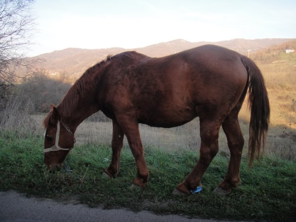 Serbian horse