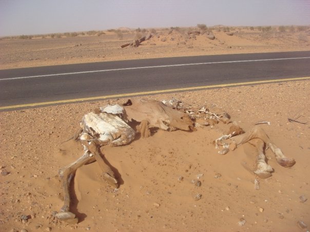 sudan-roadkill sudan-roadkill