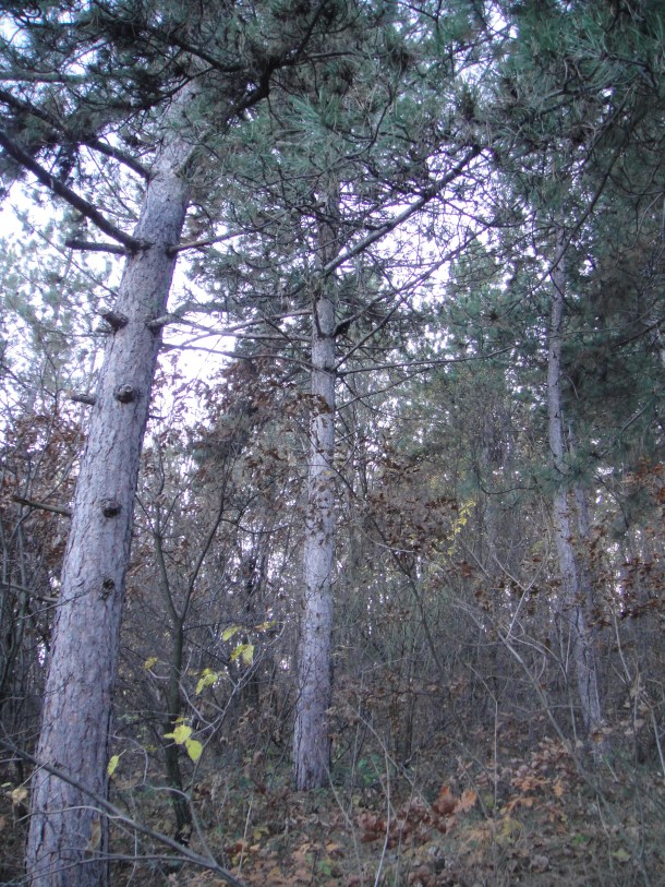 The Bulgarian countryside and the failure of communism