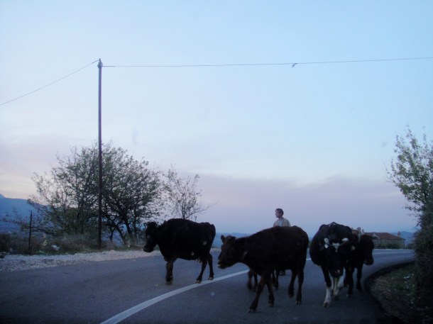 cattle-drive-albania