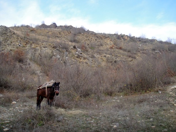 horse-albania