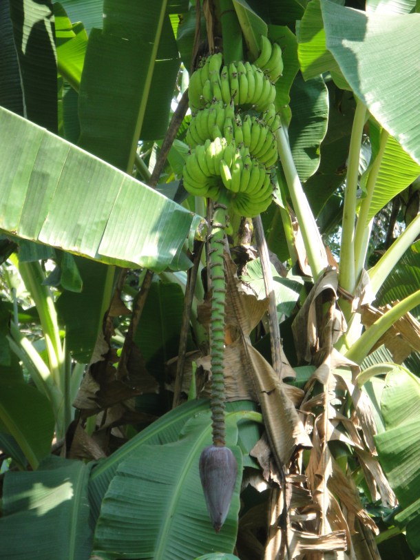 banana-plantation-venezuela