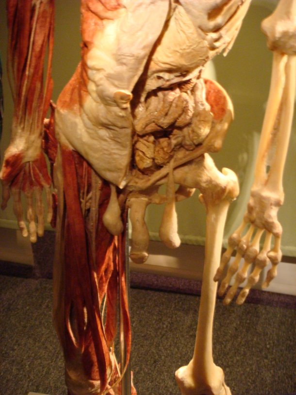 bodyworlds 