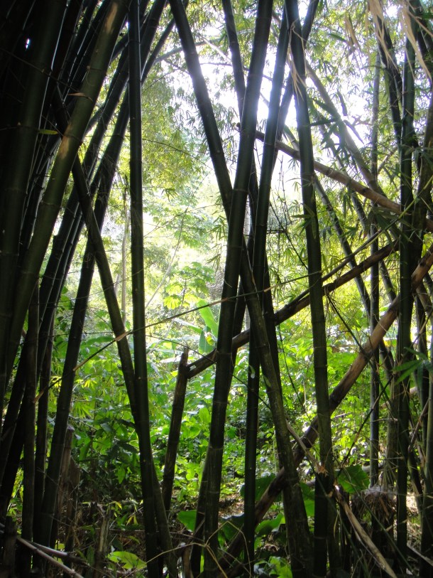 Chuao-banana-plantation-venezuela