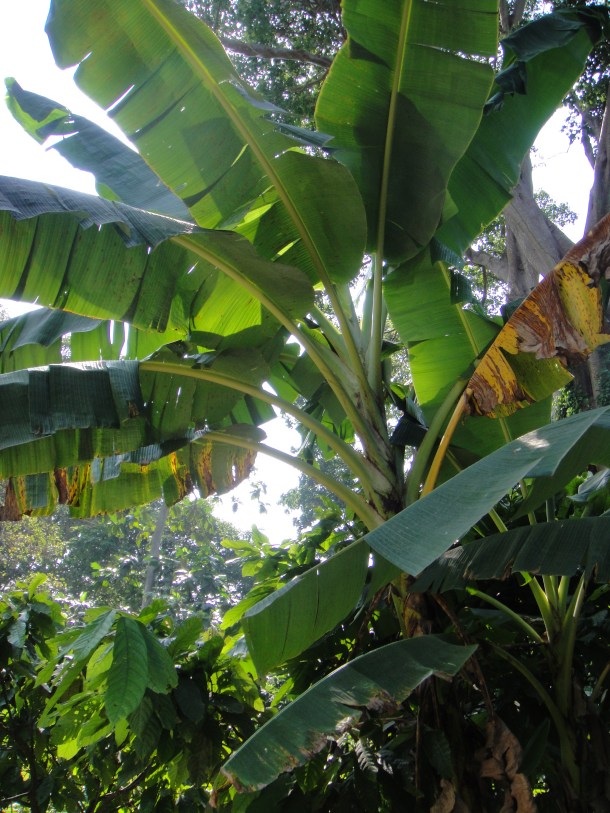 Chuao-venezuela-bananas