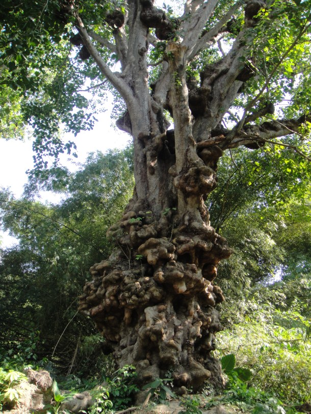 Chuao-venezuela-jungle
