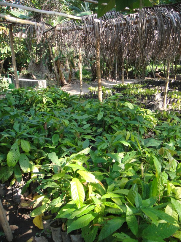 seedlings-banana-plantation-venezuela