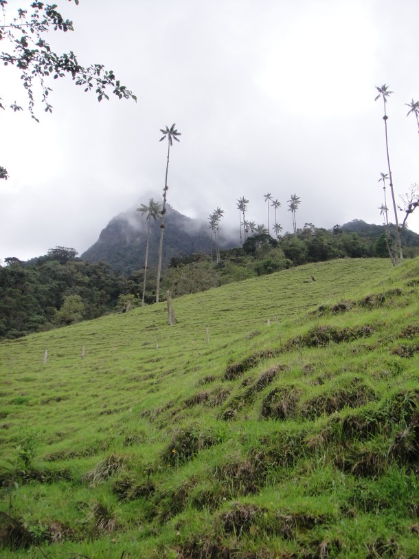 Valle de Cocora