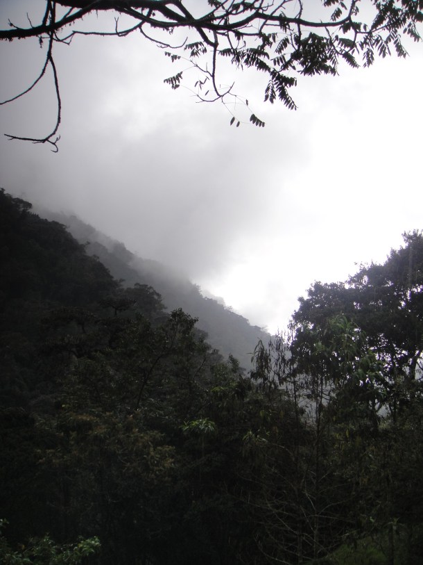 Valle de Cocora