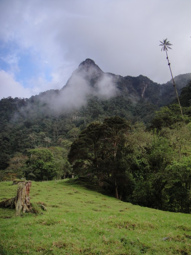 Valle de Cocora
