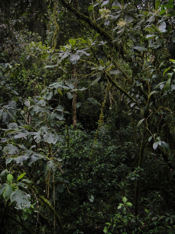 Valle de Cocora