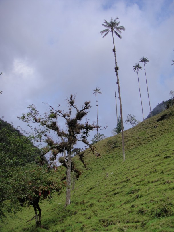 Valle de Cocora