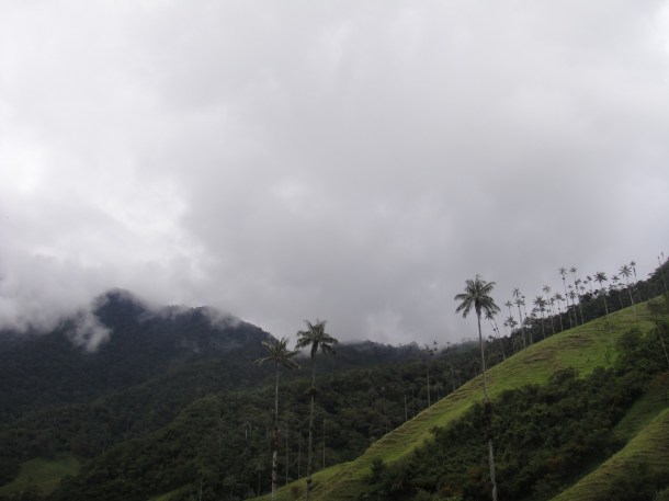 Valle de Cocora