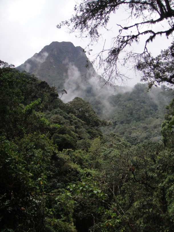Valle de Cocora