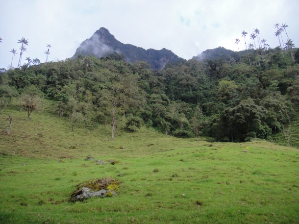 Valle de Cocora