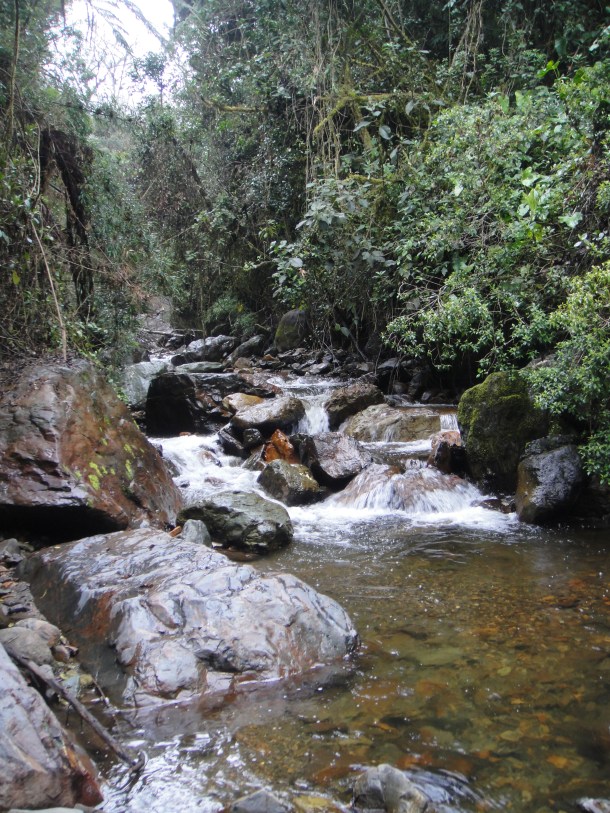 Valle de Cocora