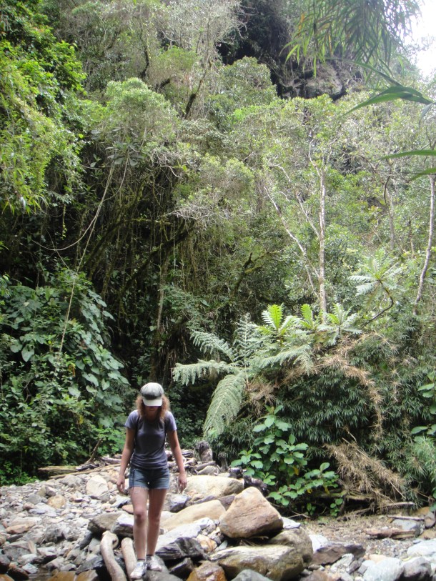 Valle de Cocora