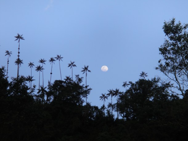 Valle de Cocora