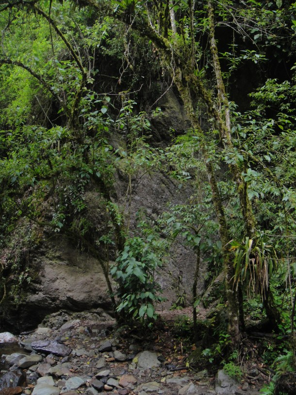 Valle de Cocora