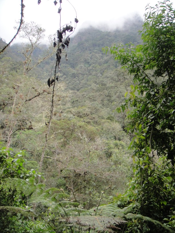 Valle de Cocora
