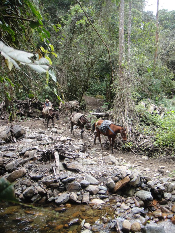 Valle de Cocora