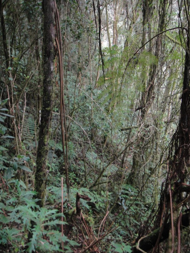 Valle de Cocora