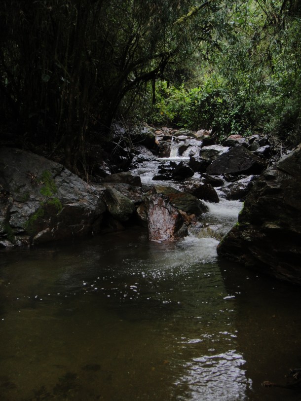 Valle de Cocora