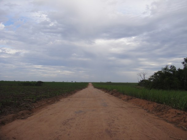 Alagoas sugar cane fields