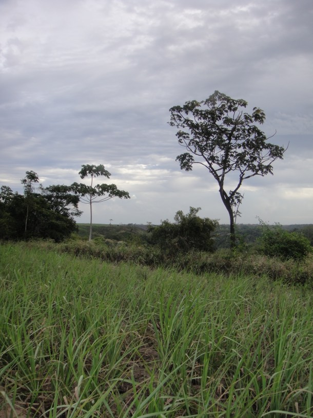 Alagoas sugar cane fields