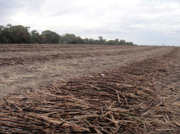 Alagoas sugar cane fields