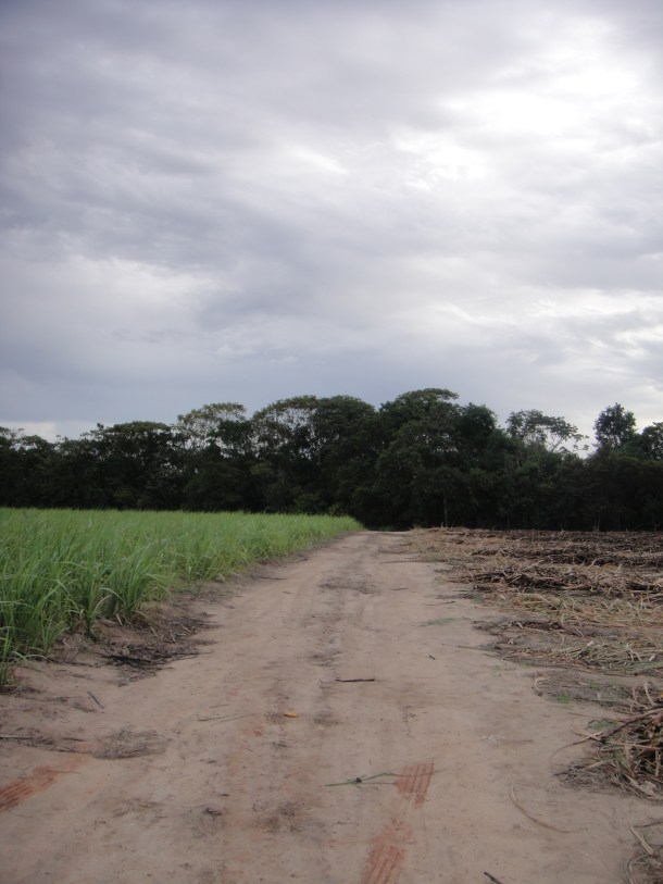 Alagoas sugar cane fields