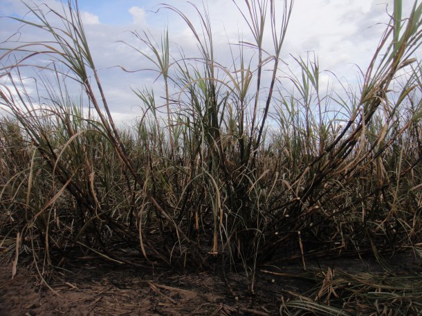 Alagoas sugar cane fields