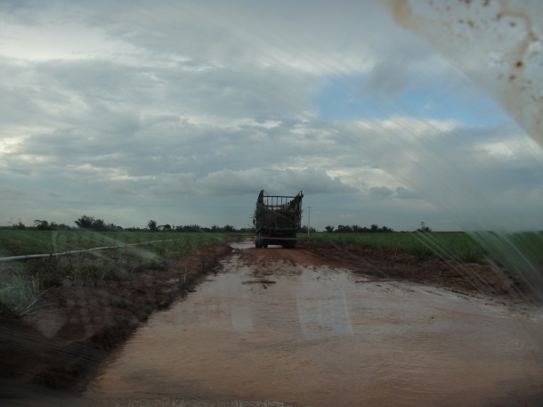 Alagoas sugar cane fields