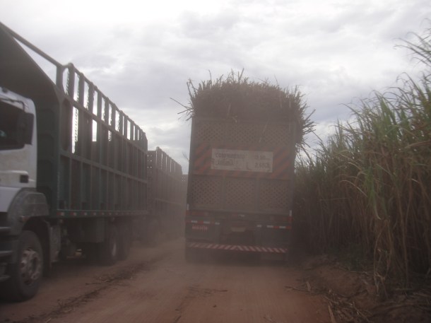 Alagoas sugar cane fields