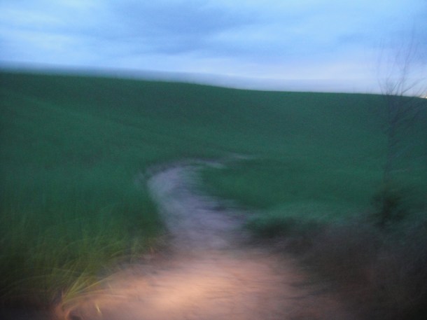 Alagoas sugar cane fields