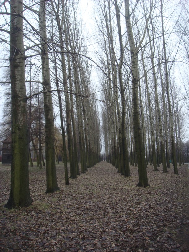 Trees in Birkenau