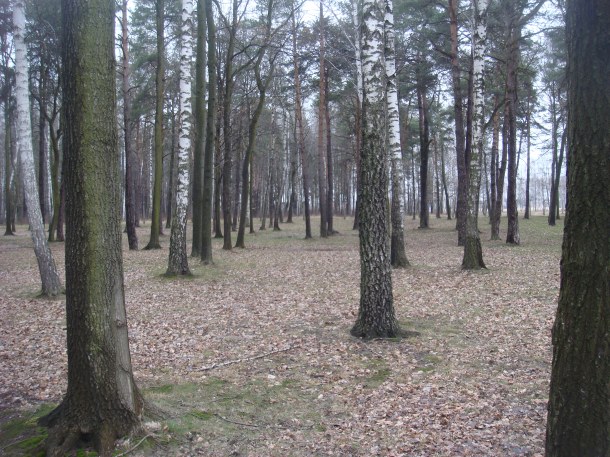 Woods where victims waited to be gassed or shot in Birkenau